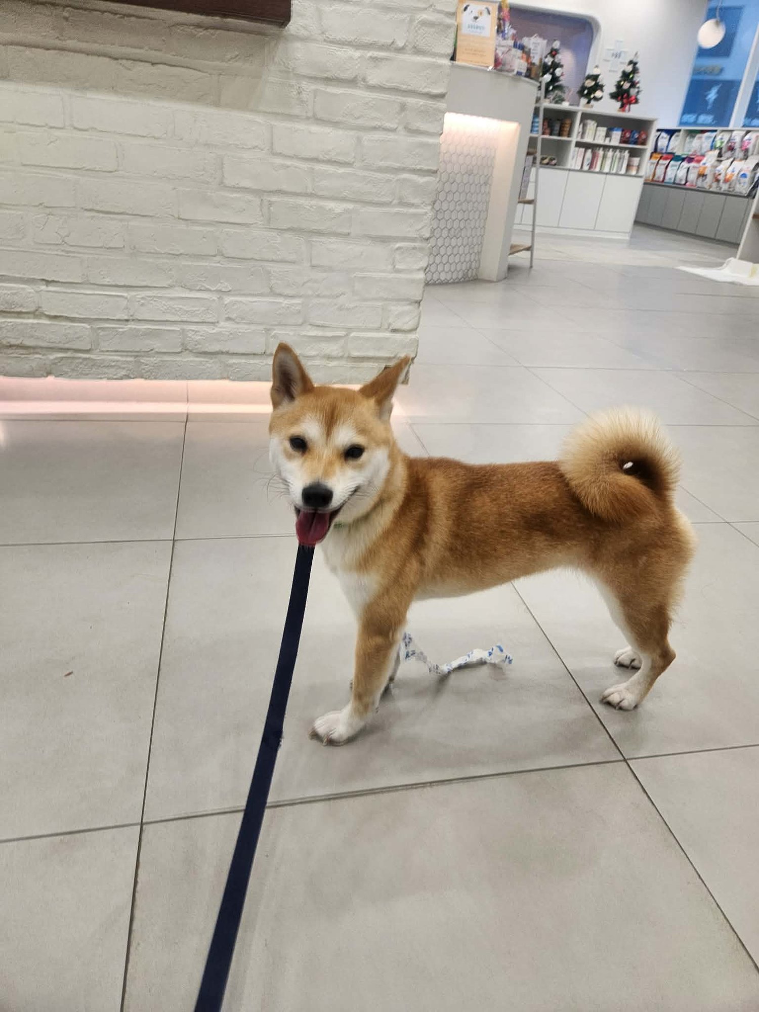 LUNA - Shiba Inu available for adoption