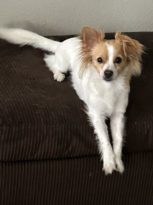 MITCH - Papillon available for adoption