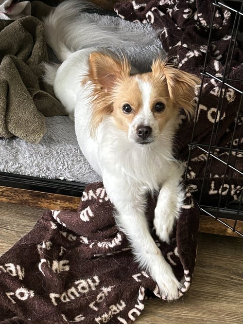MITCH - Papillon available for adoption