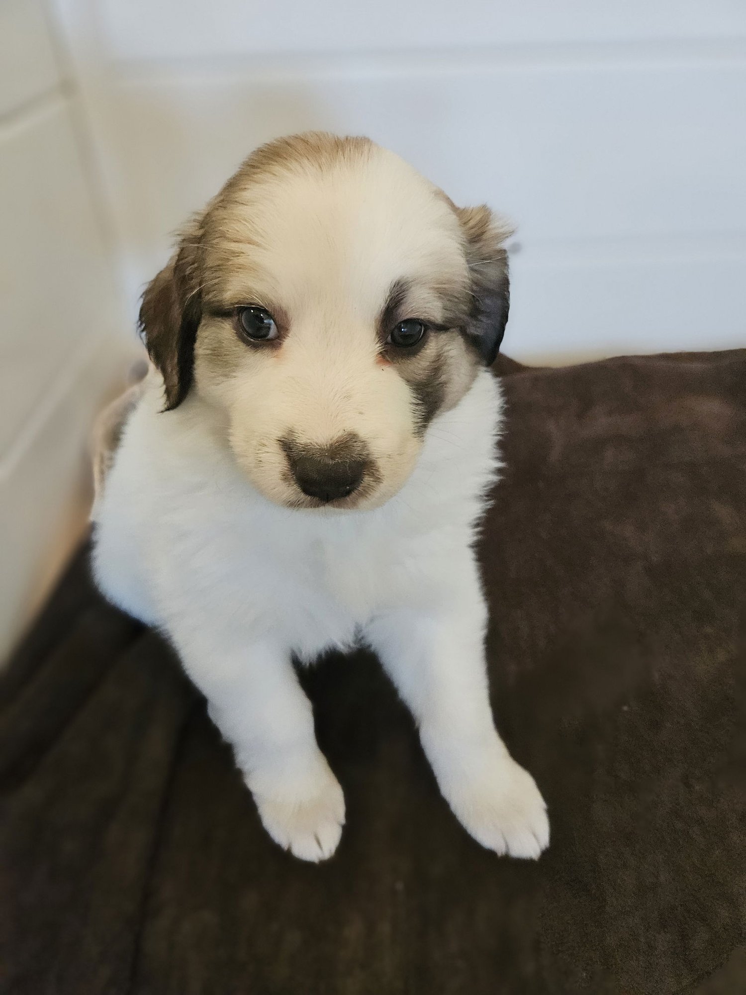 SEQUOIA - Border Collie available for adoption