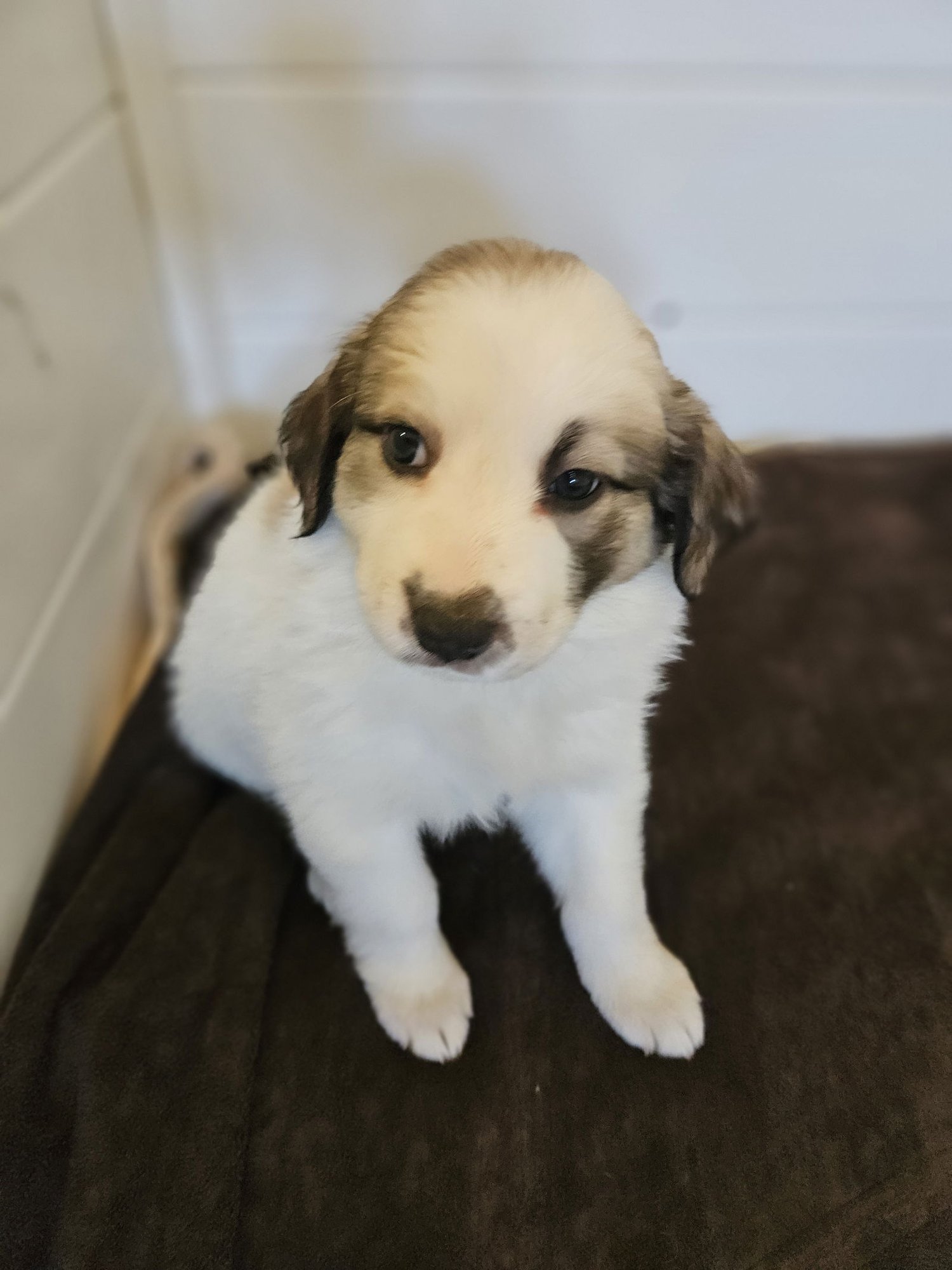 SEQUOIA - Border Collie available for adoption