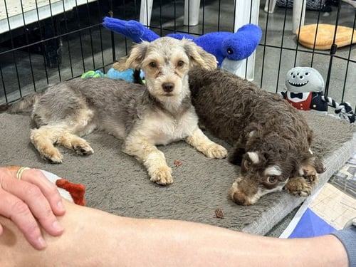 LUCY - Yorkshire Terrier Yorkie / Poodle (Miniature) available for adoption