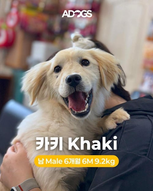 DOKIE - Golden Retriever available for adoption
