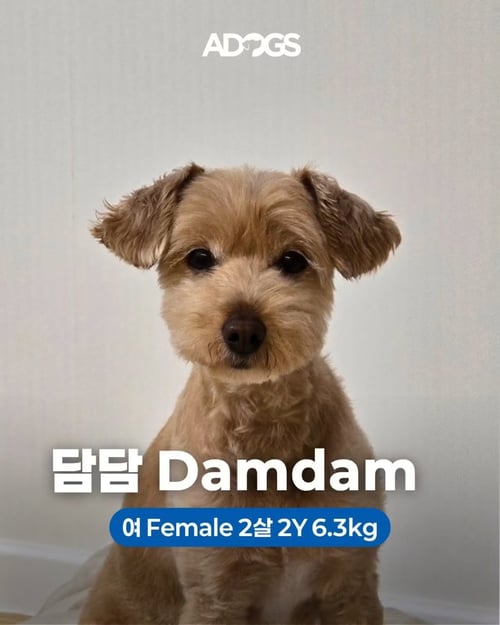 DAMDAM - Cockapoo available for adoption