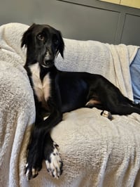 CANE - Photo 1