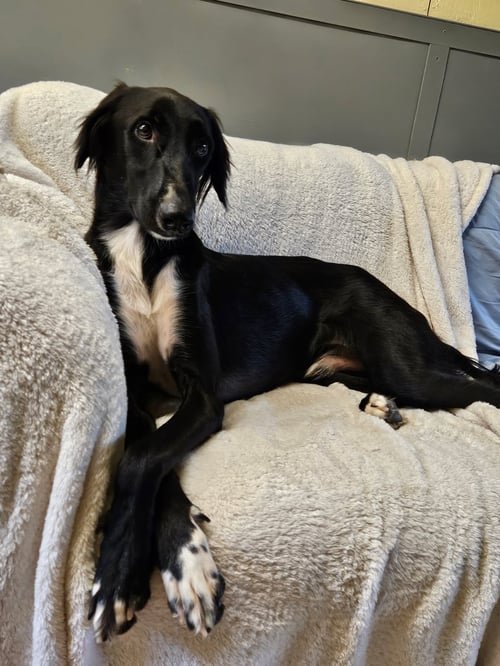 CANE - Saluki / Greyhound available for adoption