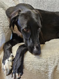 CANE - Photo 3