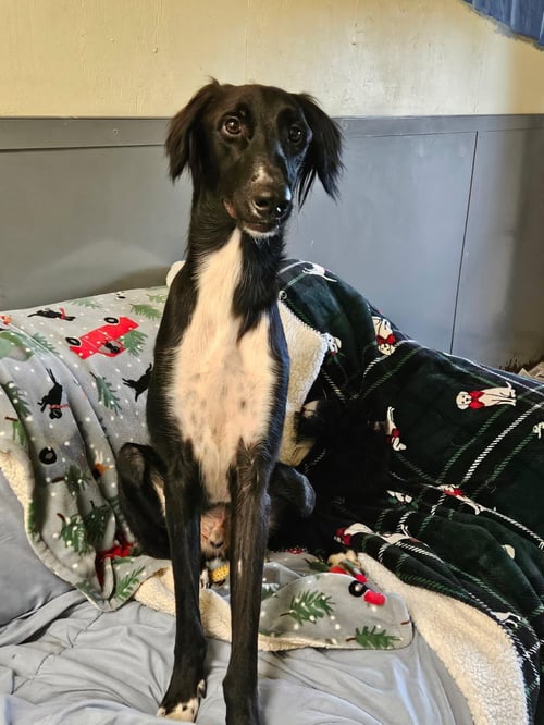 CANE - Saluki / Greyhound available for adoption