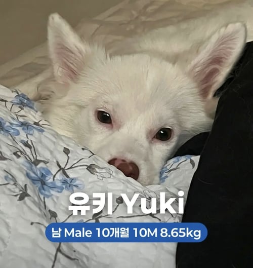 YUKI - Jindo (Korean) / Spitz available for adoption