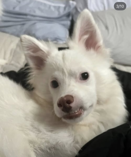 YUKI - Jindo (Korean) / Spitz available for adoption