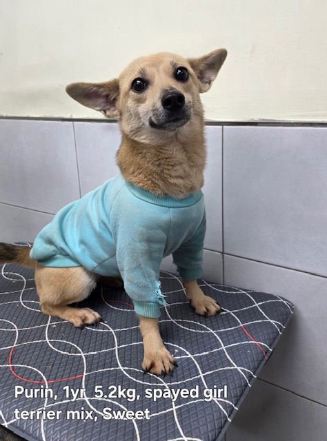 PURIN - Dachshund / Chihuahua available for adoption