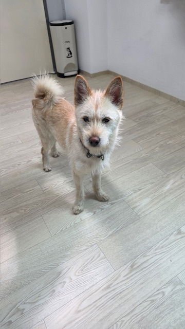AMONG - Terrier / Jindo (Korean) available for adoption