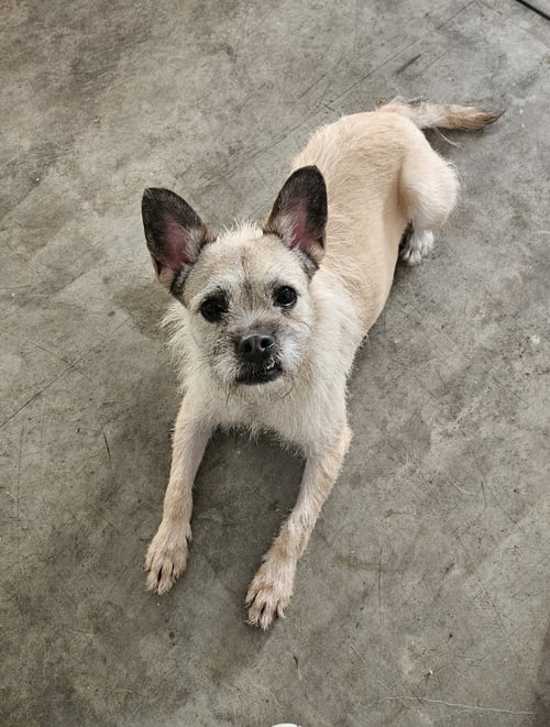 HEEDONG - French Bulldog / Brussels Griffon available for adoption