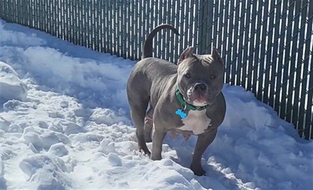 NALA - Staffordshire Bull Terrier available for adoption