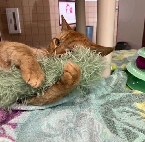 PAUL - Domestic Short Hair for adoption in Springfield