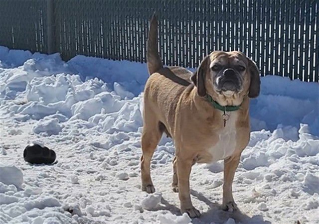 FIONA - Pug / Beagle available for adoption