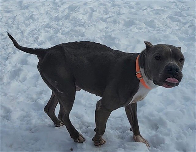 PETER - Pit Bull Terrier for adoption in Springfield