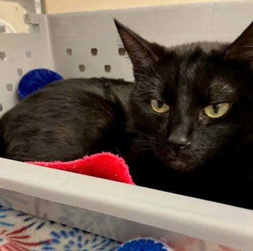 KARMA - Domestic Short Hair for adoption in Springfield