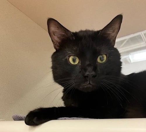 PARIS - Domestic Short Hair for adoption in Springfield