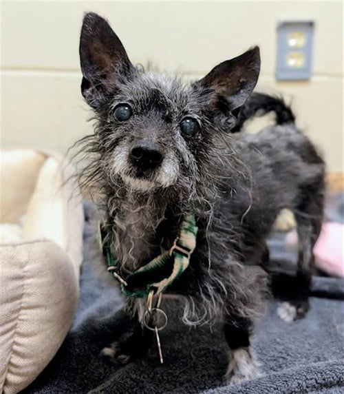 PEA - Chihuahua / Poodle (Toy) for adoption in Springfield