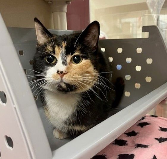 CHLOE - Domestic Medium Hair available for adoption