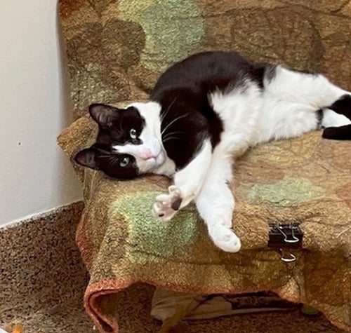 LUCKY - Domestic Short Hair for adoption in Springfield