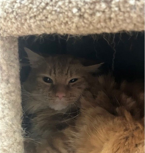 GARFIELD - Domestic Long Hair available for adoption