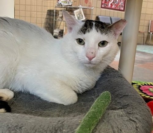 JONSIE - Domestic Short Hair for adoption in Springfield