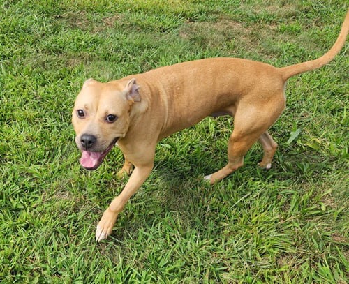 FANCY - Pit Bull Terrier for adoption in Springfield
