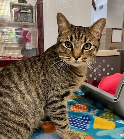IAN - Domestic Short Hair for adoption in Springfield