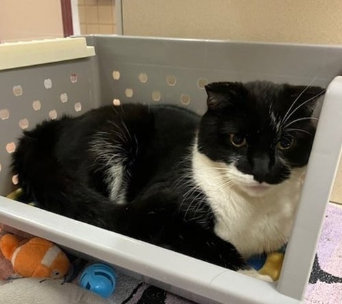 BOB - Domestic Medium Hair for adoption in Springfield