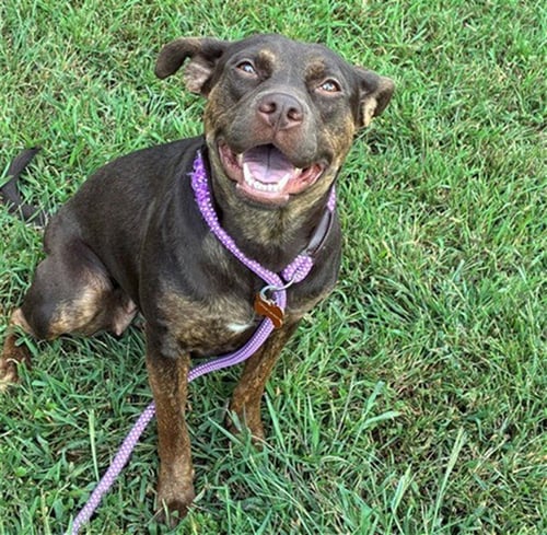 DEBBIE - Staffordshire Bull Terrier for adoption in Springfield