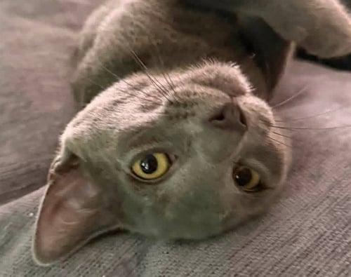 ALEX - Domestic Short Hair for adoption in Springfield