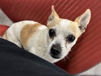 CROUTON - Photo 1