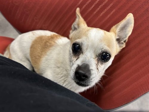 CROUTON - Chihuahua for adoption in Springfield