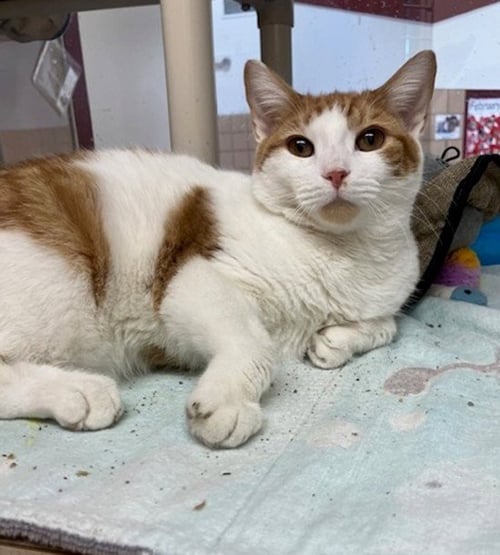 JOHN - Domestic Short Hair for adoption in Springfield
