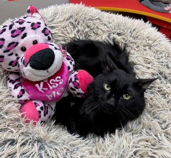 TINY - Domestic Medium Hair available for adoption