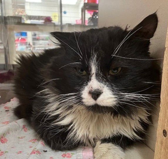 OREO - Domestic Long Hair available for adoption