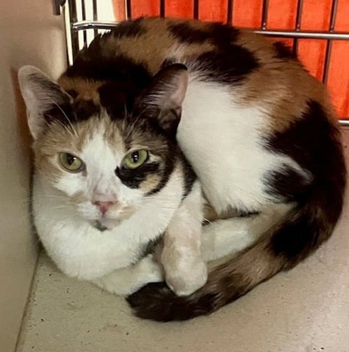 PIXIE - Domestic Short Hair for adoption in Springfield
