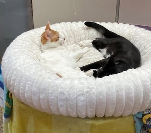 SHRIKE - Domestic Short Hair for adoption in Springfield