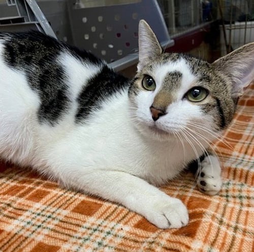 BIG LEX - Domestic Short Hair for adoption in Springfield