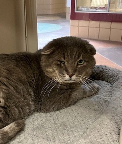 ROY - Domestic Short Hair for adoption in Springfield