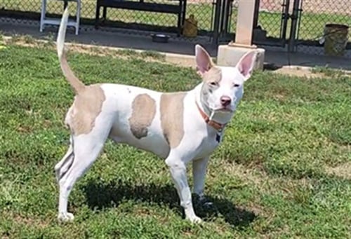 BUTTERSCOTCH - Pit Bull Terrier for adoption in Springfield