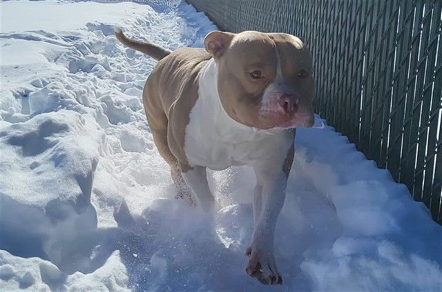 SIMBA - American Bulldog available for adoption