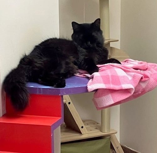 CASSIE - Domestic Short Hair for adoption in Springfield