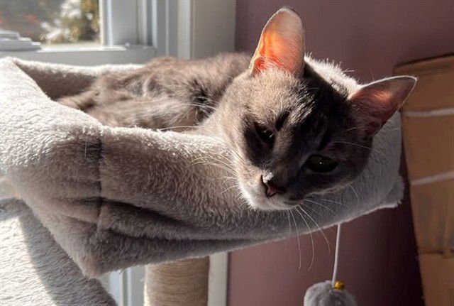 BABS - Domestic Short Hair for adoption in Springfield