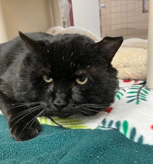 RALPH - Domestic Short Hair available for adoption