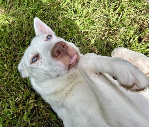 BELL - Siberian Husky for adoption in Springfield