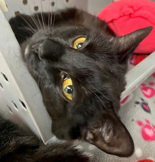 CINDY LOU - Domestic Short Hair available for adoption