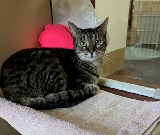 LUNA - Domestic Short Hair available for adoption